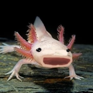 axolotl  sumo work created by 