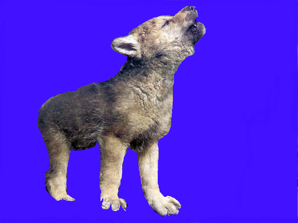 Baby Wolf - được tạo bởi Soumya với paint