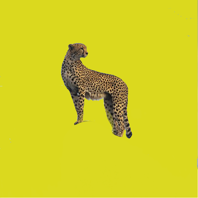 Cheetah - dicipta oleh Joanna Funmilola dengan paint