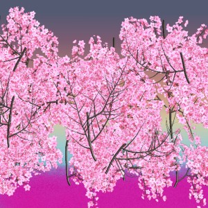 cherry trees  sumo work created by 