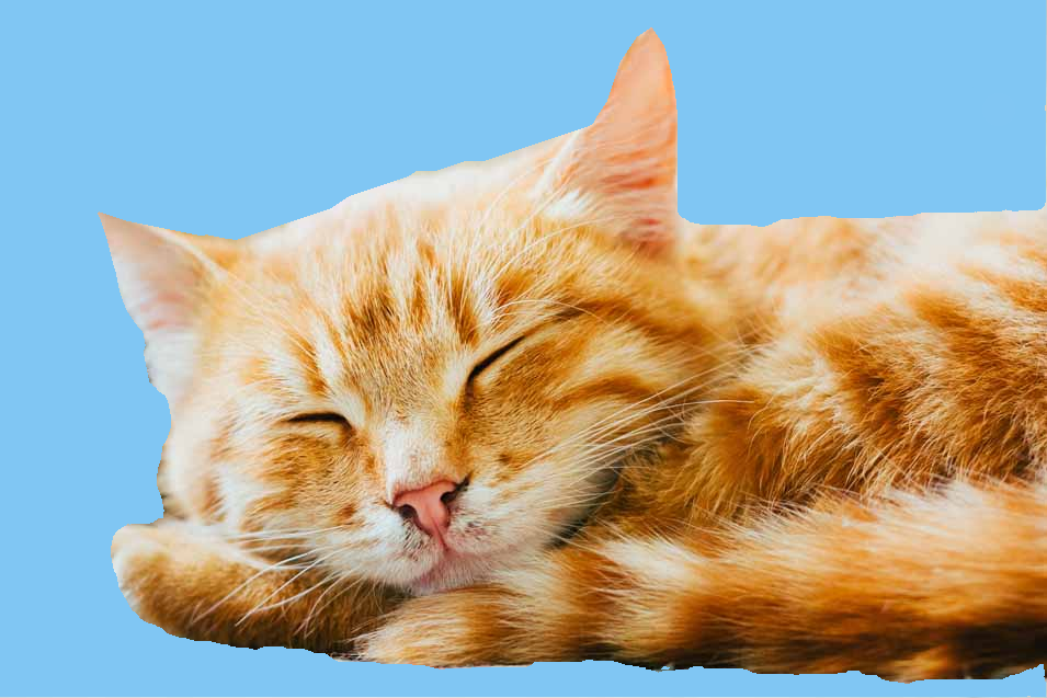 Orange Tabby Cat - created by Soumya with paint