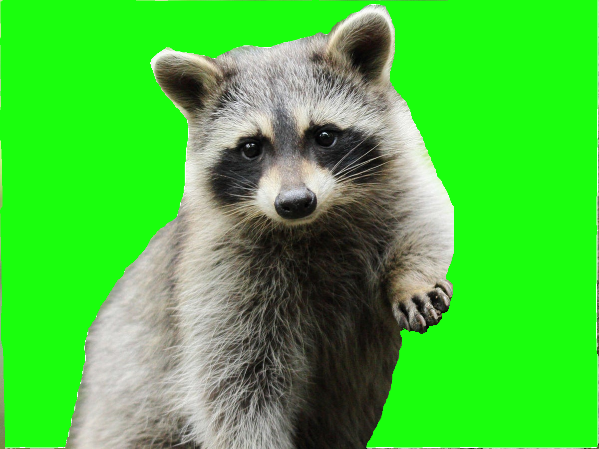 Raccoon - nilikha ni Soumya gamit ang paint