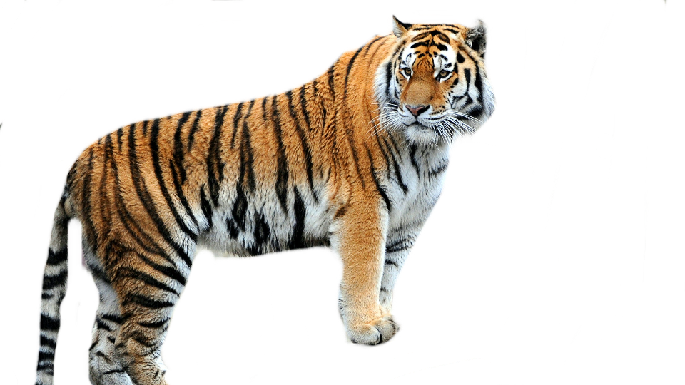 Tiger Ava - opprettet av Ava Deuxberry med paint