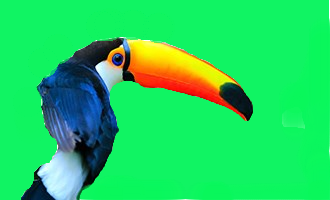 toucan - created by Joanna Funmilola with paint