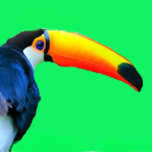 toucan  sumo work created by 