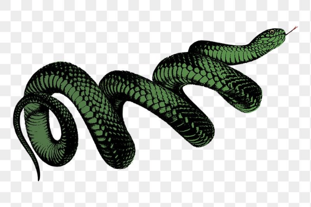 Snake Tattoo - dicipta oleh Zane Hutchinson dengan paint